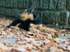 Airedale Terrier  Wien